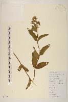 藏品(佩蘭)的圖片