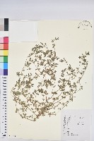 藏品(地錦)的圖片