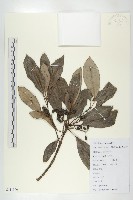 藏品(交讓木、臺灣虎皮楠、膜葉虎皮楠)的圖片