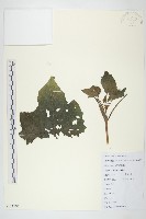 藏品(蒼耳)的圖片