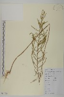 藏品(茵蔯蒿)的圖片