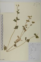 藏品(霍香薊)的圖片