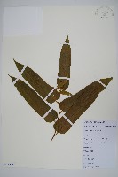 藏品(小花八角楓)的圖片