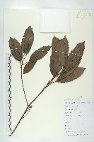 藏品(俄氏虎皮楠、蘭嶼虎皮楠、虎皮楠)的圖片