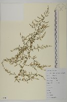 藏品(青蒿)的圖片