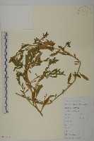 藏品(臭杏、土荊芥)的圖片