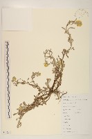 藏品(鼠麴草)的圖片