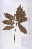 藏品(杜英)的圖片