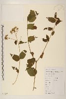 藏品(華澤蘭)的圖片