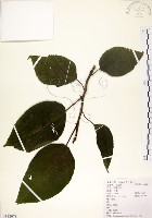 藏品(構樹)的圖片