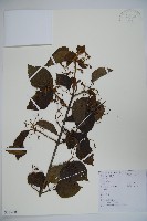 藏品(南方莢迷)的圖片