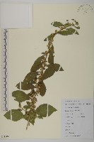 藏品(天名精)的圖片