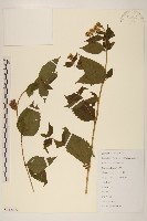 藏品(華澤蘭)的圖片