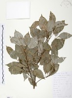 藏品(樟樹)的圖片