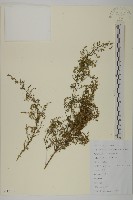 藏品(青蒿)的圖片