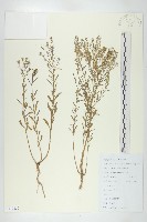 藏品(獨行菜)的圖片