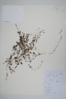 藏品(附地菜)的圖片