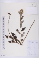 藏品(羊耳菊)的圖片