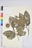 藏品(板栗)的圖片