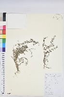 藏品(地錦)的圖片