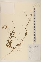 藏品(雞兒腸)的圖片