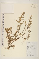 藏品(鼠麴草)的圖片