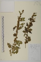 藏品(天名精)的圖片