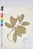 藏品(苦櫧栲)的圖片