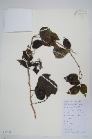 藏品(三葉五加、三加皮)的圖片