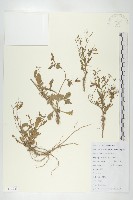 藏品(無瓣蔊菜)的圖片