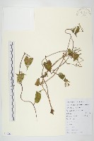 藏品(飛蛾藤)的圖片