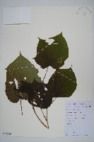 藏品(八角楓)的圖片