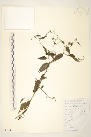 藏品(蔓黃菀)的圖片