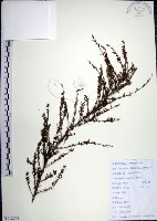 藏品(鐵掃帚、千里光)的圖片