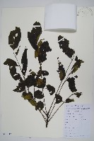 藏品(南酸棗)的圖片