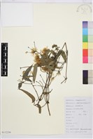 藏品(山木通)的圖片