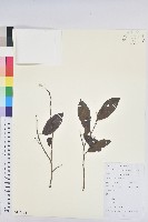 藏品(白木烏臼)的圖片