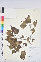 藏品(烏臼)的圖片