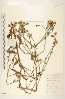 藏品(毛蓮菜)的圖片