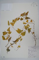 藏品(鵝絨藤)的圖片