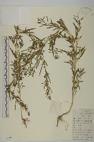 藏品(地膚、掃手草)的圖片