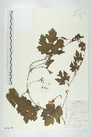 藏品(括樓)的圖片