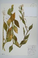 藏品(青葙)的圖片