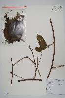 藏品(京梨獼猴桃)的圖片