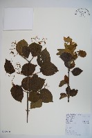 藏品(南方莢迷)的圖片