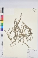 藏品(地錦)的圖片