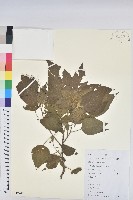 藏品(假扎包葉)的圖片