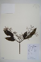 藏品(冇骨消)的圖片