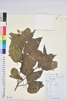 藏品(扛香藤)的圖片