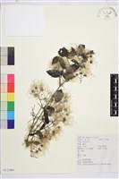 藏品(粗齒鐵線蓮)的圖片